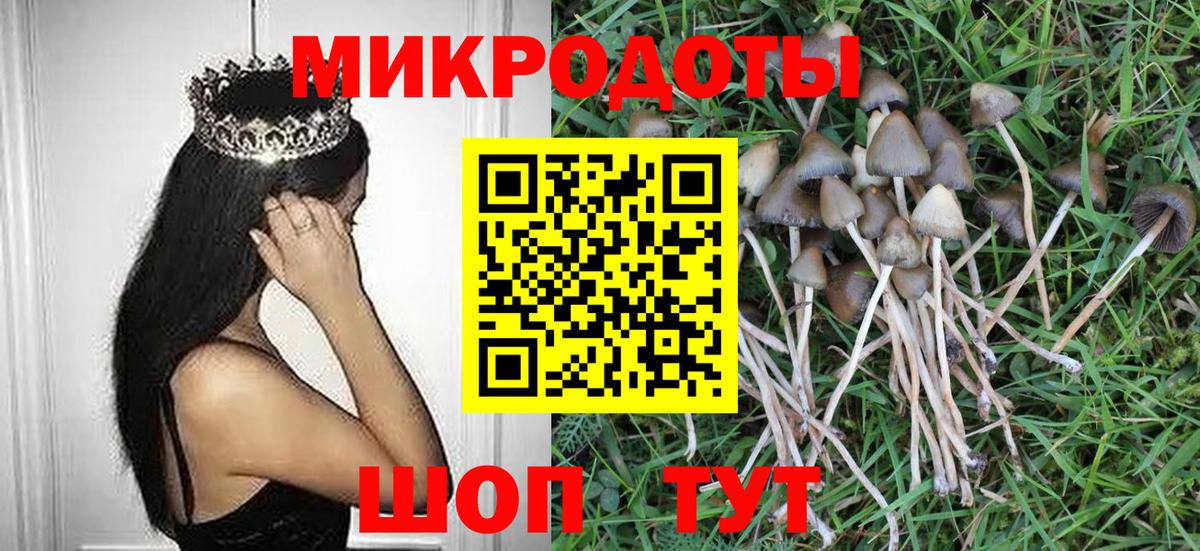Галлюциногенные грибы Psilocybe Кстово